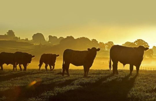 cow image