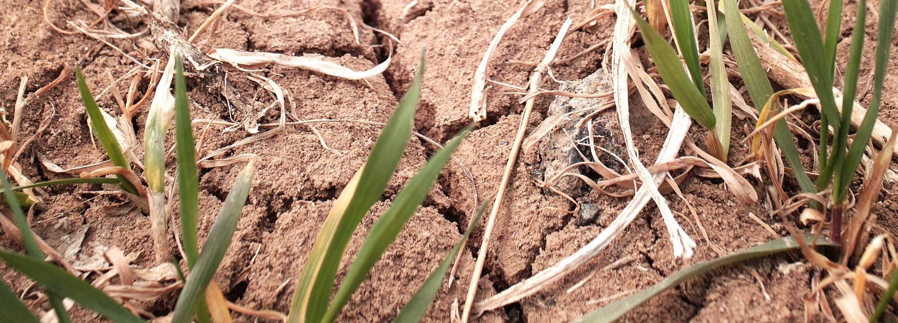 Drought hit field