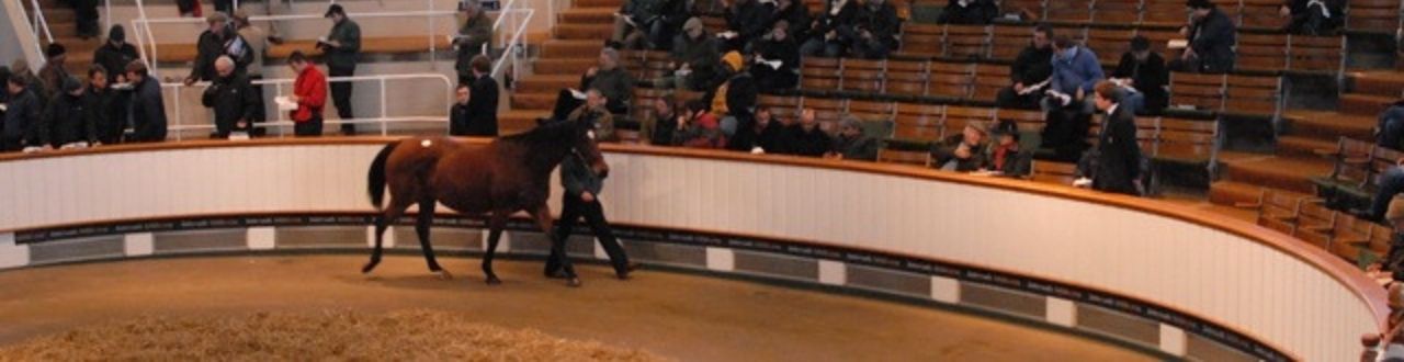 Fall of Hammer Insurance