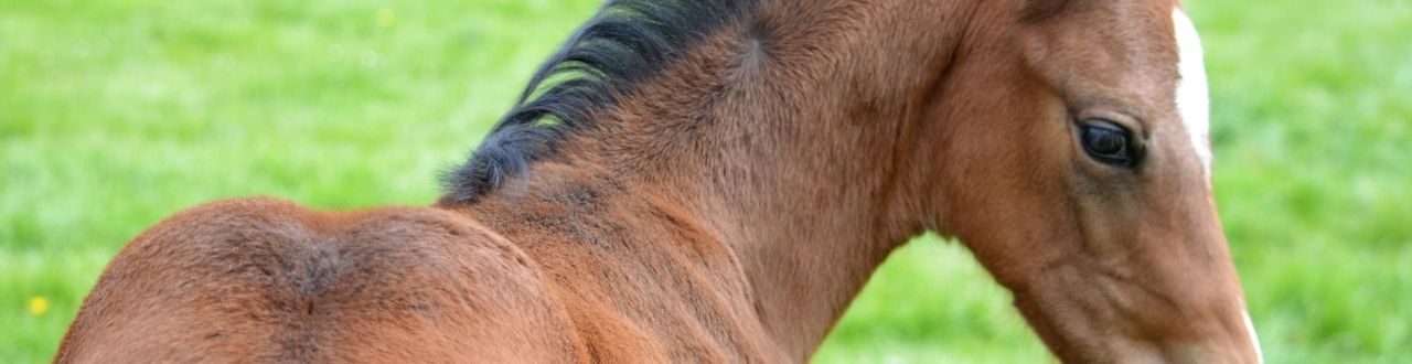 Breeding Stock Insurance