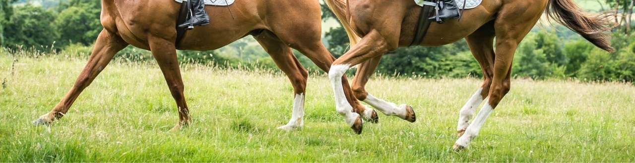 Business Interruption Insurance