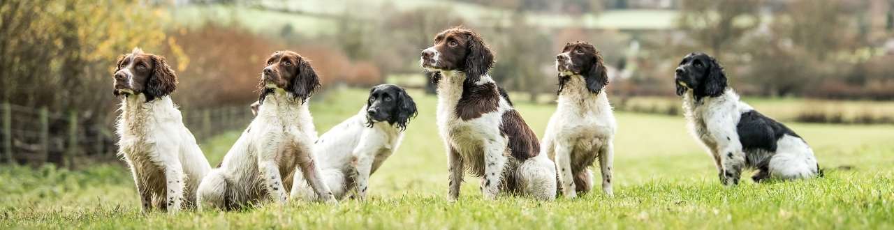 Corporate Levels of Service