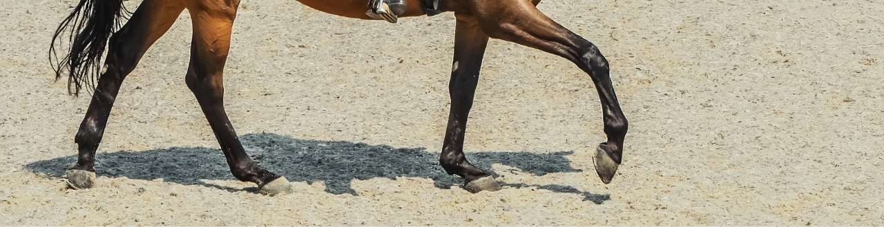 Declaration of Health