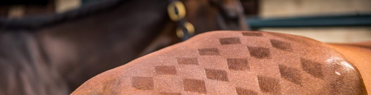 Livery Yard Insurance