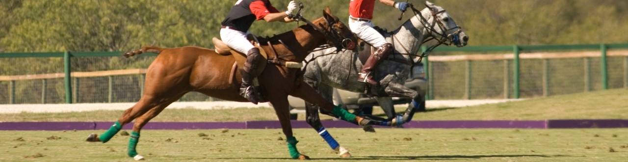 Polo Pony Insurance