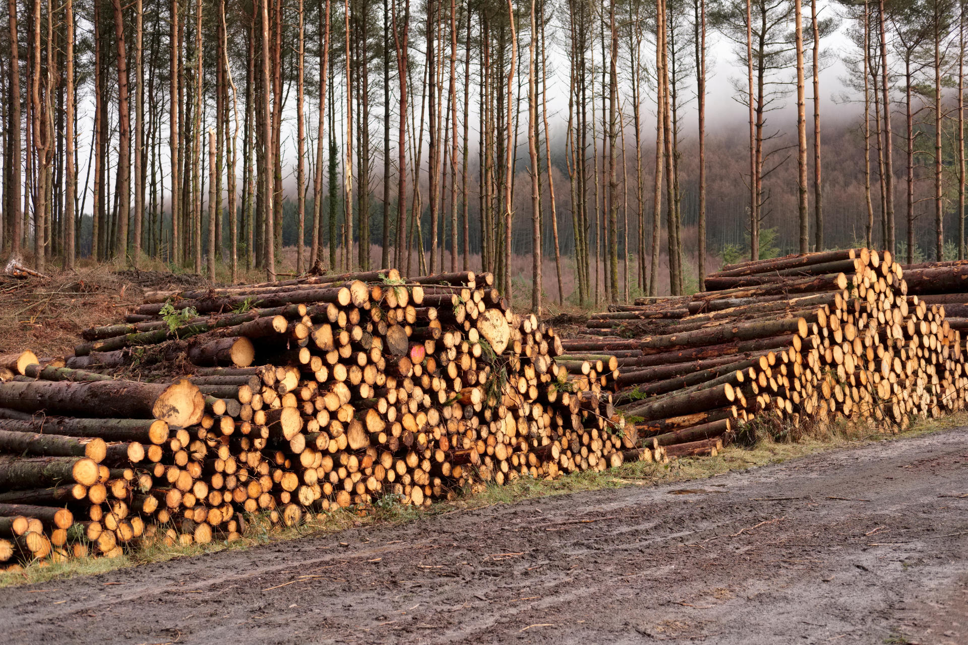 https://www.lycetts.co.uk/wp-content/uploads/2021/04/logging.jpg